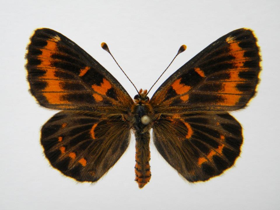 Melitaea trivia abb 3 (Internet Image property of respective owner, non-commercial use only)